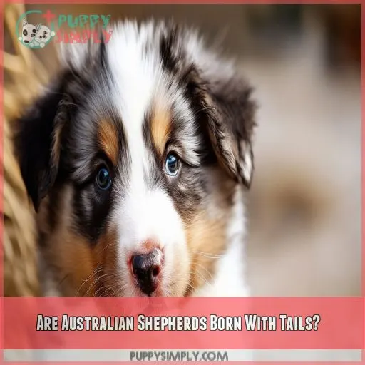 Are Australian Shepherds Born With Tails