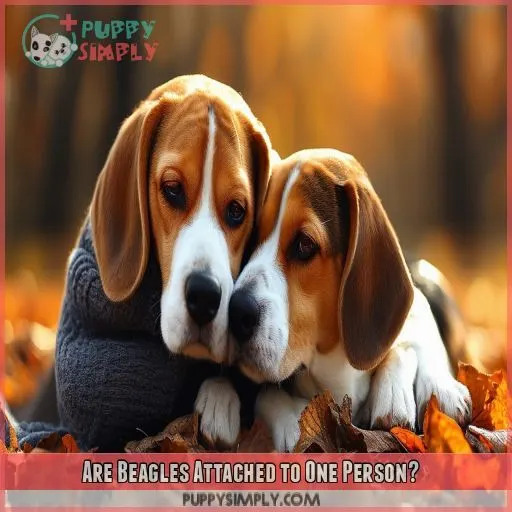 Are Beagles Attached to One Person