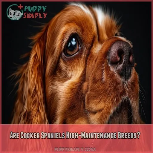 Are Cocker Spaniels High-Maintenance Breeds