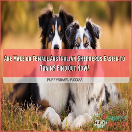 are male or female australian shepherds easier to train are male or female australian shepherds easier to train