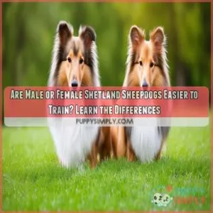 are male or female shetland sheepdogs easier to train