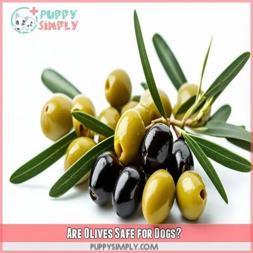 Are Olives Safe for Dogs