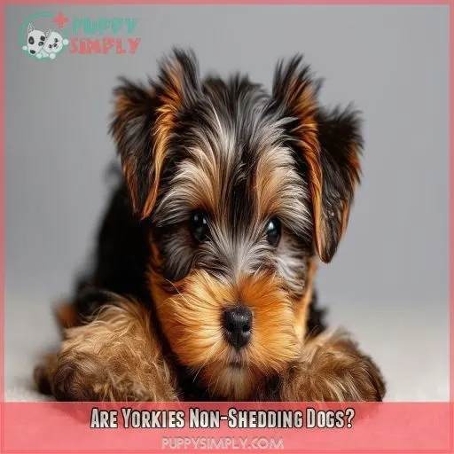 Are Yorkies Non-Shedding Dogs