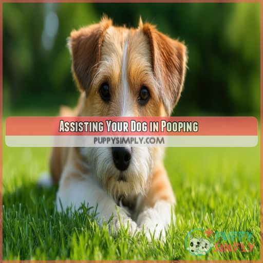 Assisting Your Dog in Pooping