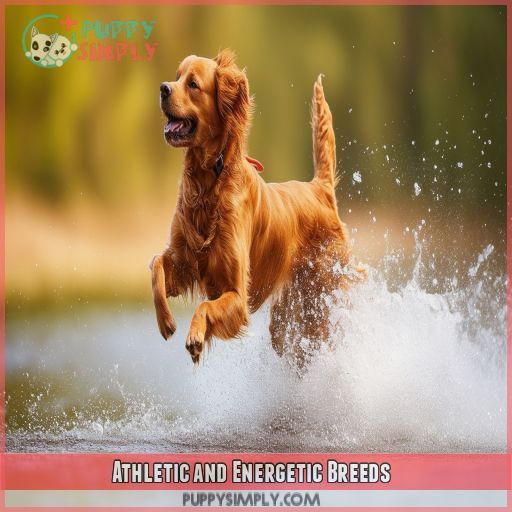 Athletic and Energetic Breeds