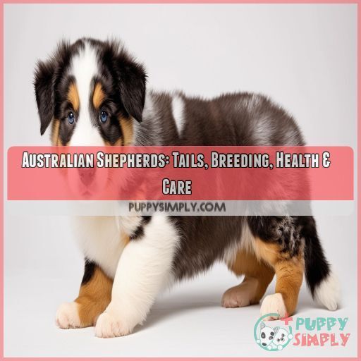 Australian Shepherd puppy with tail intact Australian Shepherd puppy with tail intact