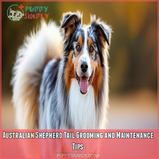 Australian Shepherd Tail Grooming and Maintenance Tips Australian Shepherd Tail Grooming and Maintenance Tips