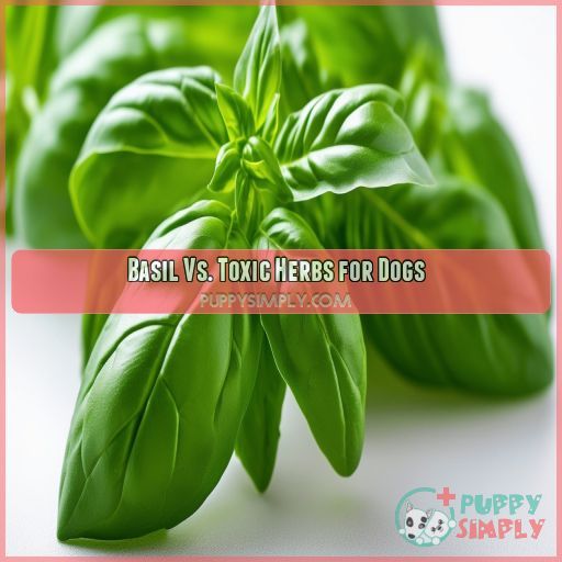 Basil Vs. Toxic Herbs for Dogs