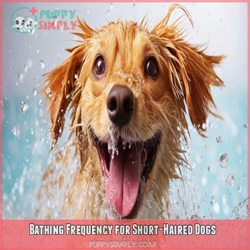 Bathing Frequency for Short-Haired Dogs