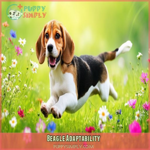 Beagle Adaptability