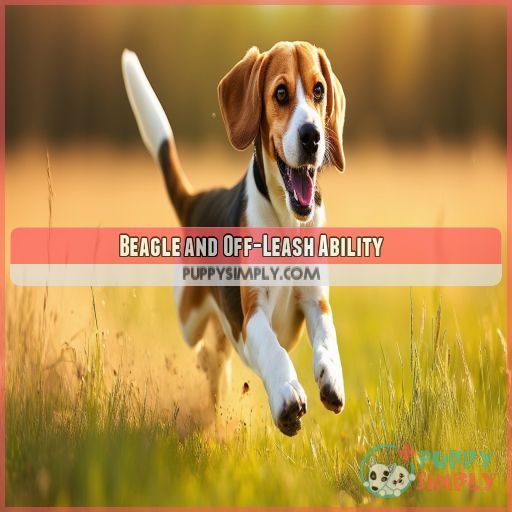 Beagle and Off-Leash Ability