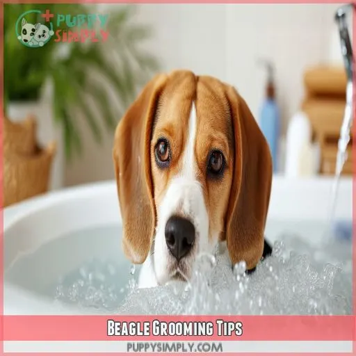 Beagle Grooming Tips