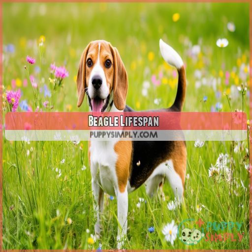 Beagle Lifespan