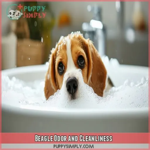 Beagle Odor and Cleanliness