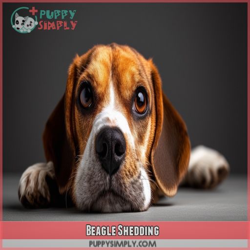 Beagle Shedding