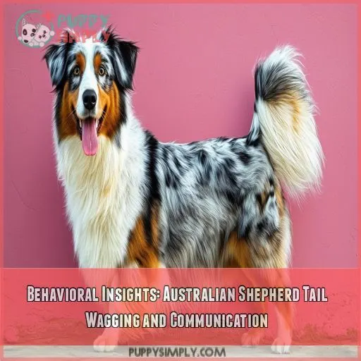 Behavioral Insights: Australian Shepherd Tail Wagging and Communication