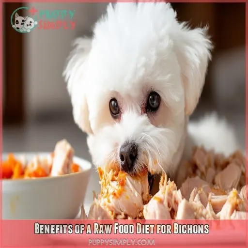 Benefits of a Raw Food Diet for Bichons