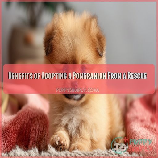 Benefits of Adopting a Pomeranian From a Rescue