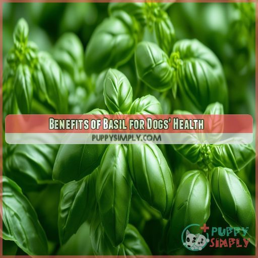 Benefits of Basil for Dogs