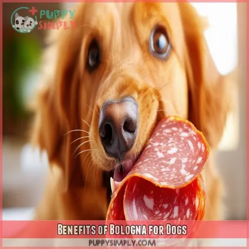 Benefits of Bologna for Dogs