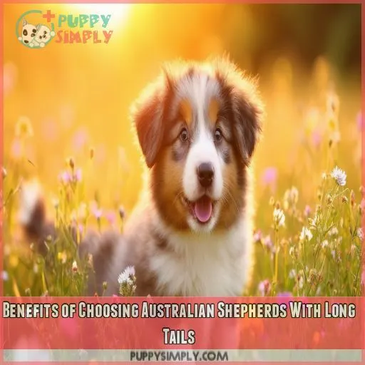 Benefits of Choosing Australian Shepherds With Long Tails