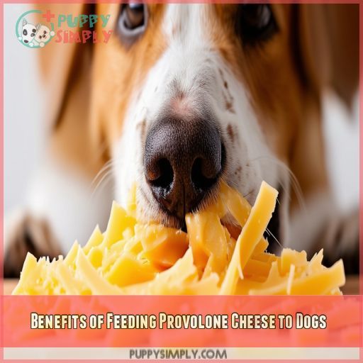 Benefits of Feeding Provolone Cheese to Dogs