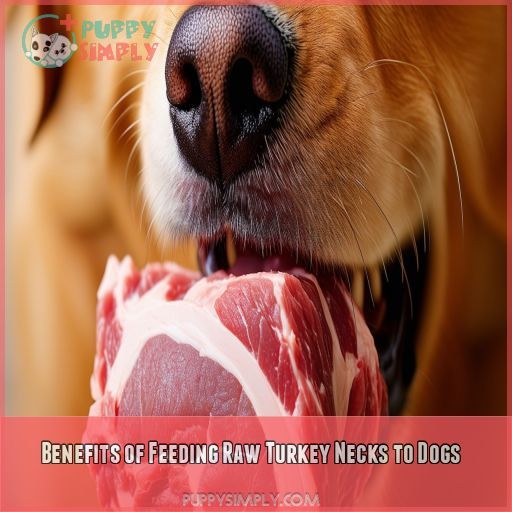 Benefits of Feeding Raw Turkey Necks to Dogs