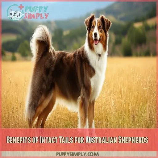 Benefits of Intact Tails for Australian Shepherds