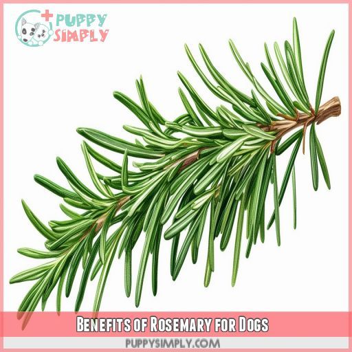 Benefits of Rosemary for Dogs