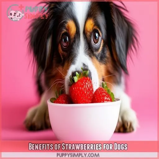 Benefits of Strawberries for Dogs