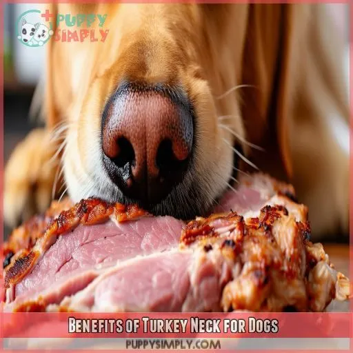 Benefits of Turkey Neck for Dogs