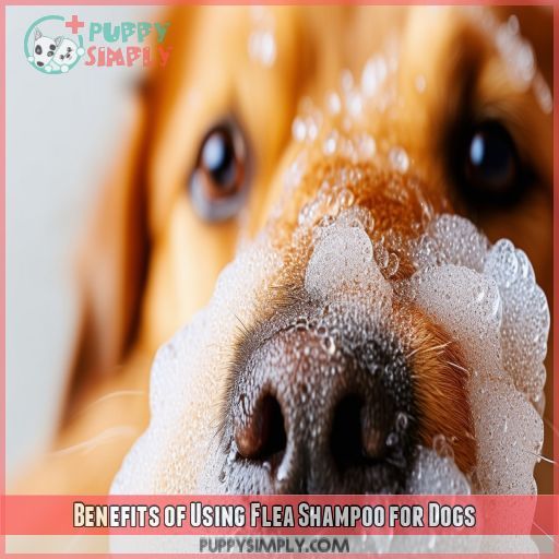 Benefits of Using Flea Shampoo for Dogs