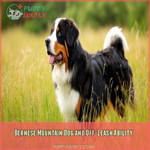 Bernese Mountain Dog and Off-Leash Ability