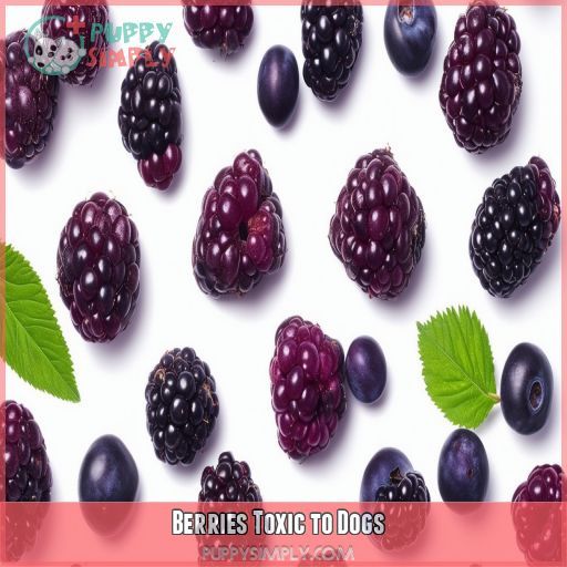 Berries Toxic to Dogs