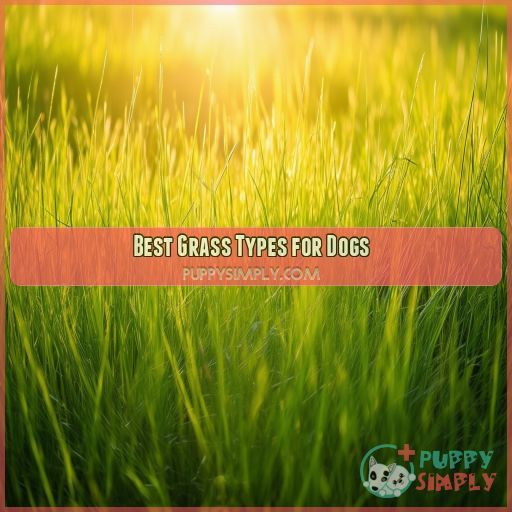 Best Grass Types for Dogs