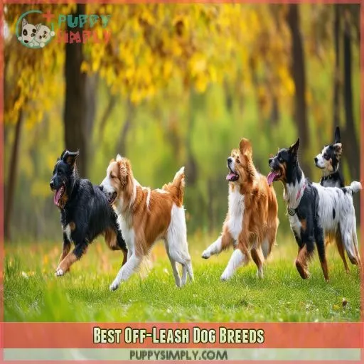 Best Off-Leash Dog Breeds