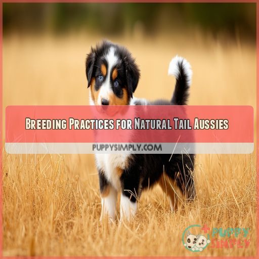 Breeding Practices for Natural Tail Aussies