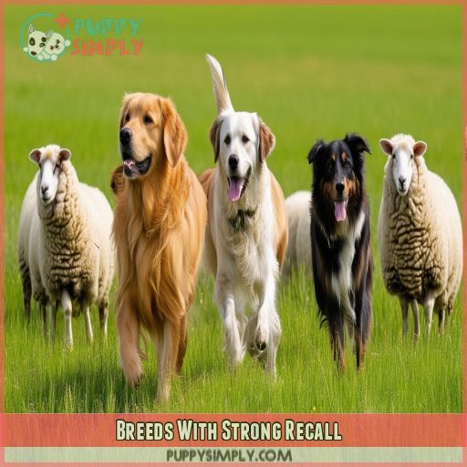 Breeds With Strong Recall