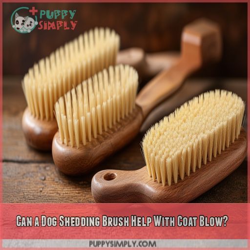 Can a Dog Shedding Brush Help With Coat Blow