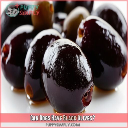 Can Dogs Have Black Olives