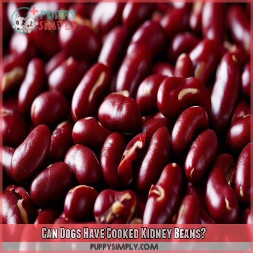 Can Dogs Have Cooked Kidney Beans