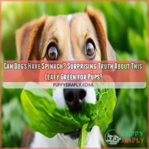 can dogs have spinach