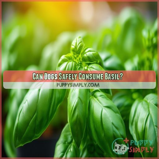 Can Dogs Safely Consume Basil