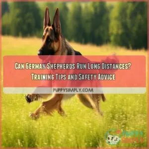 can german shepherds run long distances