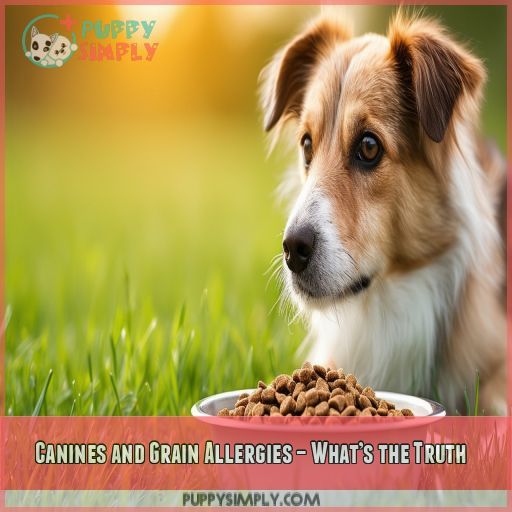 Canines and Grain Allergies – What’s the Truth