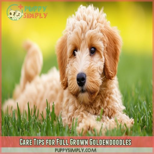 Care Tips for Full Grown Goldendoodles