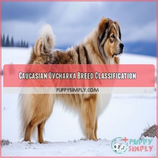 Caucasian Ovcharka Breed Classification