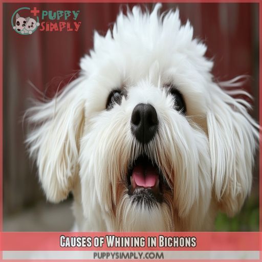 Causes of Whining in Bichons Causes of Whining in Bichons