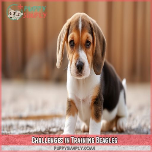 Challenges in Training Beagles