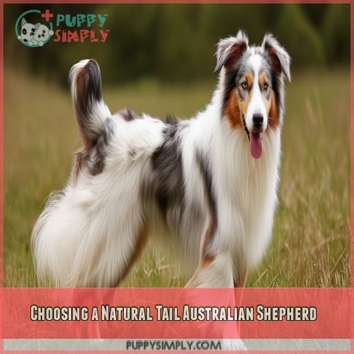 Choosing a Natural Tail Australian Shepherd